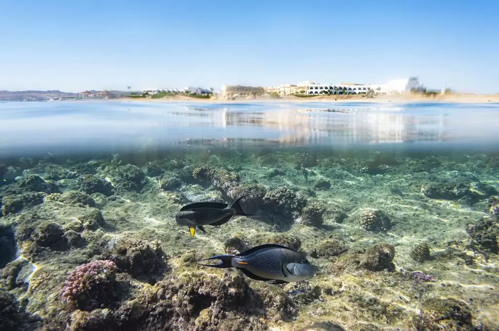 The Three Corners Equinox Beach Resort — Egiptas, Hurgada nuotrauka